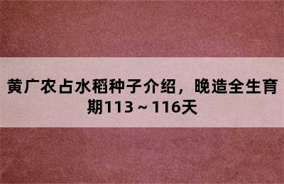 黄广农占水稻种子介绍，晚造全生育期113～116天